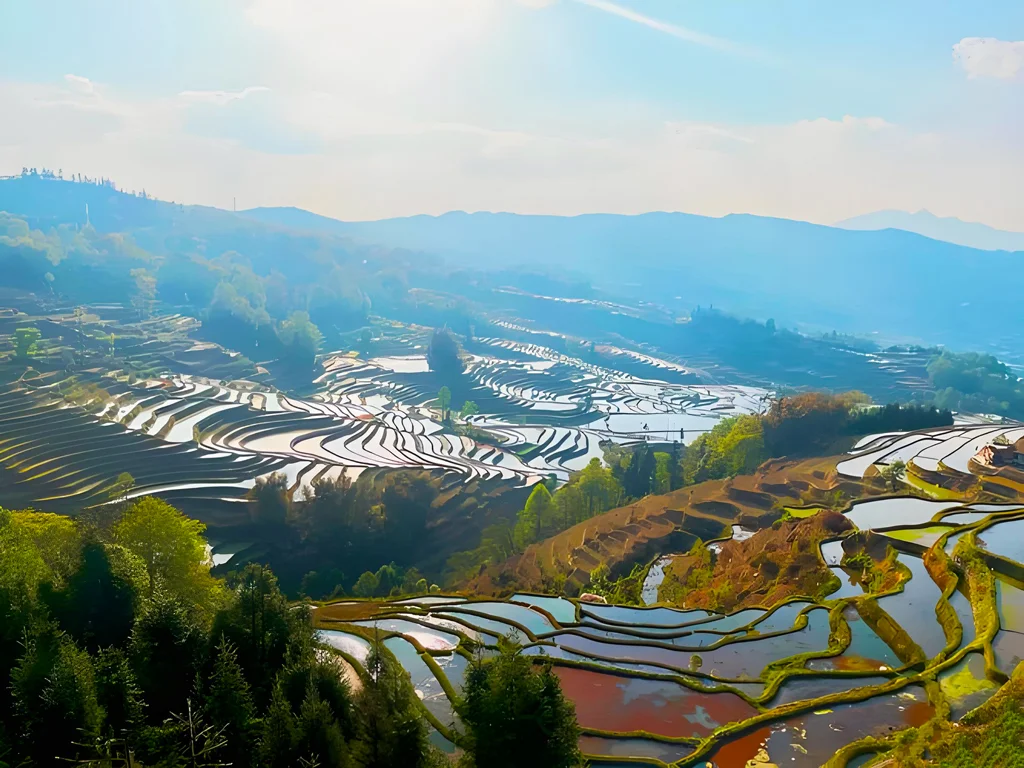 雲南紅河元陽哈尼梯田的壯麗景色,層層梯田在陽光下反射,周圍環繞青山與綠意。